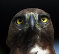 Close-up photo of a Martial Eagle. Royalty Free Stock Photo