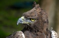 Close-up photo of a Martial Eagle. Royalty Free Stock Photo