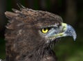 Close-up photo of a Martial Eagle. Royalty Free Stock Photo