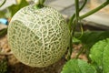 a melon fruit on tree growing in glasshouse Royalty Free Stock Photo
