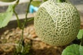 a melon fruit on tree growing in glasshouse Royalty Free Stock Photo