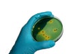 Close up photo of microbiologist hand cultivating a petri dish w Royalty Free Stock Photo