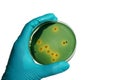 Close up photo of microbiologist hand cultivating a petri dish w Royalty Free Stock Photo