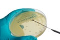 Close up photo of microbiologist hand cultivating a petri dish w Royalty Free Stock Photo