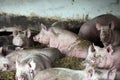 Close up photo of mighty pig sows when laying in the barn Royalty Free Stock Photo