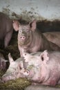 Close up photo of mighty sows when laying in the barn