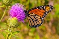 Close up photo of Monarch butterfly on a purple thistle flower Royalty Free Stock Photo