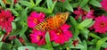 Close-up shot of a Monarch milkweed butterfly pollinating a flower.