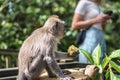 Close up photo of monkey macaque eating corn maize, blurry girl at background. Ubud, Bali, Indonesia