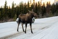 Close up photo of a moose Alces alces crosses the icy road with a car in the background, Jasper National Park, Canada
