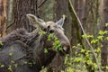 Close-up photo of a moose in the wild.