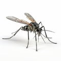 3d Gnat Mosquito With Extended Wings On White Background Royalty Free Stock Photo