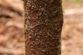 close up photo of mosses on brown tree trunk with bokeh background Royalty Free Stock Photo