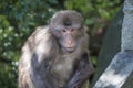 Close-up photo of a mountain monkey in Anhui, China