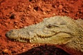 Close Up Photo Of The Mouth And Teeth Of A Nile Crocodile. It Is Portrait Of Head. IIt Is Wildlife Photo Of Nile Crocodile In