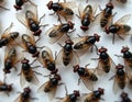 Close up photo of multiple flies against a white background. Insects on white paper surface. Flytrap concept shows dead bugs. Royalty Free Stock Photo