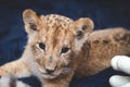 A close-up photo of a muzzle of a lion cub on a blue background