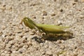Close up photo of a n adult European Green praying mantis, Mantis religiosa sitting on the ground Royalty Free Stock Photo