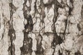 Close-up photo of natural white and black antique stone wall Royalty Free Stock Photo