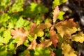 Close up photo of oak tree brunch with yellow and red leaves in autumn forest