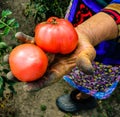 Close up photo of an old woman`s hand holding two ripe tomatoes. Dirty hard worked and wrinkled hand Royalty Free Stock Photo