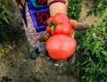 Close up photo of an old woman`s hand holding two ripe tomatoes. Dirty hard worked and wrinkled hand Royalty Free Stock Photo