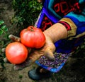 Close up photo of an old woman`s hand holding two ripe tomatoes. Dirty hard worked and wrinkled hand Royalty Free Stock Photo