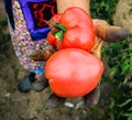 Close up photo of an old woman`s hand holding two ripe tomatoes. Dirty hard worked and wrinkled hand Royalty Free Stock Photo