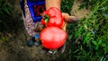 Close up photo of an old woman`s hand holding two ripe tomatoes. Dirty hard worked and wrinkled hand Royalty Free Stock Photo