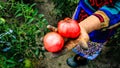 Close up photo of an old woman`s hand holding two ripe tomatoes. Dirty hard worked and wrinkled hand Royalty Free Stock Photo