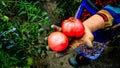 Close up photo of an old woman`s hand holding two ripe tomatoes. Dirty hard worked and wrinkled hand Royalty Free Stock Photo