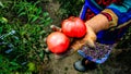 Close up photo of an old woman`s hand holding two ripe tomatoes. Dirty hard worked and wrinkled hand Royalty Free Stock Photo