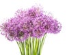 Close-up photo of onion flowers bouquet isolated Royalty Free Stock Photo