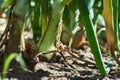 Close-up photo of onion plants in clay in a field. Agriculture in South Moravia in the Czech Republic