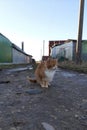 close-up photo of an orange cat