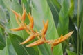 branching orange flowers