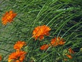 Delicate reeds summer ornage blooming blooms flowers plants summer garden Royalty Free Stock Photo