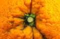 Close up photo of orange peel texture. Oranges ripe fruit background, macro view Royalty Free Stock Photo