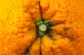 Close up photo of orange peel texture. Oranges ripe fruit background, macro view