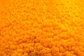 Close up photo of orange peel texture. Oranges ripe fruit background, macro view..Human skin problem concept, acne and cellulite. Royalty Free Stock Photo