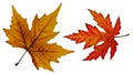 Close up photo of an orange and a red fall leaf Royalty Free Stock Photo