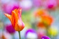 Close up photo of orange and red tulip, macro shot of bud in garden. It is beautiful nature background with flower and blurred Royalty Free Stock Photo