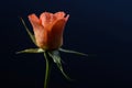 Close up photo of orange rose on black background Royalty Free Stock Photo