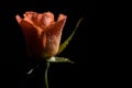 Close up photo of orange rose on black background Royalty Free Stock Photo