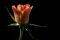 Close up photo of orange rose on black background Royalty Free Stock Photo