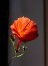 The close-up photo of an orange trumpet flower Royalty Free Stock Photo