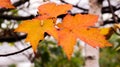 Close-up photo of orange/yellow maple leaves Royalty Free Stock Photo