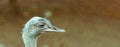 Close-up photo of ostrich head Royalty Free Stock Photo