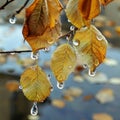 This is a close-up photo of overlapping autumn leaves with droplets of water on them, showcasing rich colors and Royalty Free Stock Photo