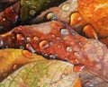 This is a close-up photo of overlapping autumn leaves with droplets of water on them, showcasing rich colors and Royalty Free Stock Photo